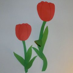 Tulpen fürs Fenster