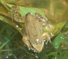 Frosch vier Tage nach Entwicklung der Vorderbeine