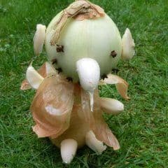 Artikelbild Insektenvertreiber steckenKleiner Stinker Zitronensonnen