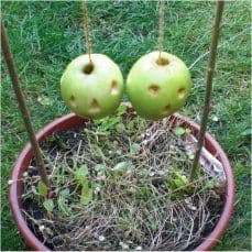 Artikelbild Die küssenden Äpfel