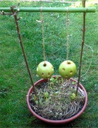 Küssende Äpfel Aufbau