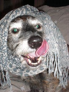 Lecker spricht der Hund