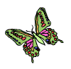 Schmetterlings-Spezial