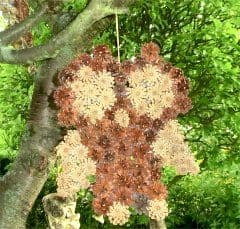 Zapfeneule im Baum