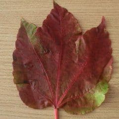Artikelbild Warum die Blätter ihre Farbe im Herbst verändern...
