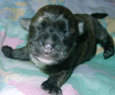 Artikelbild Tag für Tag im Leben eines Hundewelpen